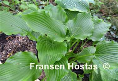 Hosta Celtic Dancer