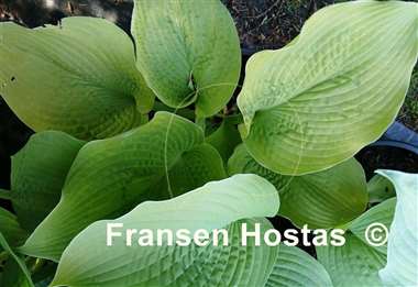 Hosta Centerfold