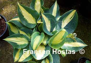 Hosta Chain Lightning