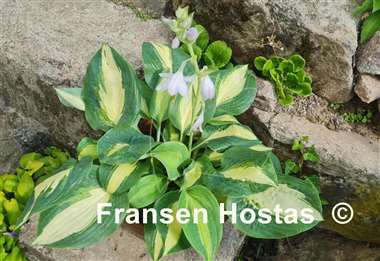 Hosta Chain Lightning