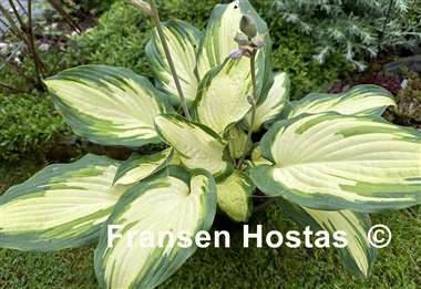 Hosta Champagne Toast
