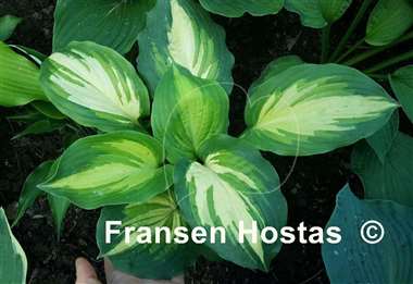 Hosta Champagne for All