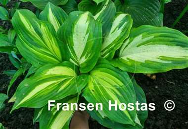 Hosta Champagne for All
