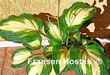 Hosta Champagne for All