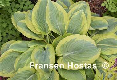 Hosta Chance Encounter