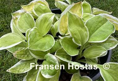 Hosta Change of Heart