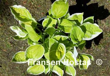 Hosta Change of Heart