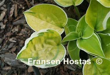 Hosta Change of Heart