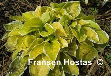 Hosta Change of Heart