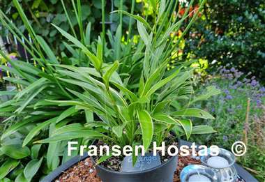 Hosta Change of Tradition