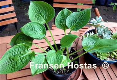 Hosta Chanticleer