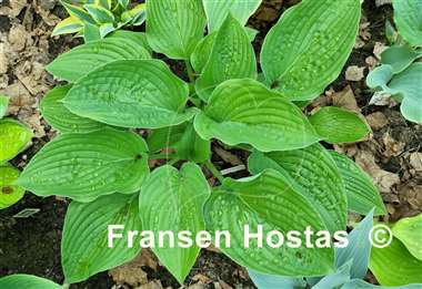 Hosta Chanticleer