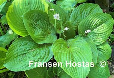 Hosta Chanticleer