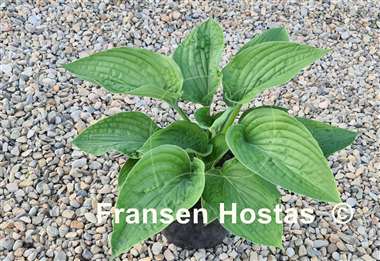Hosta Chanticleer