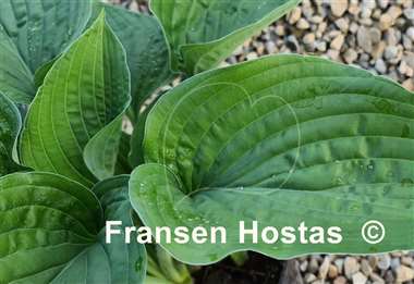 Hosta Chanticleer