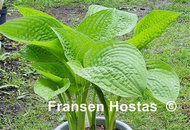 Hosta Chanticleer