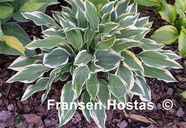Hosta Chantilly Lace