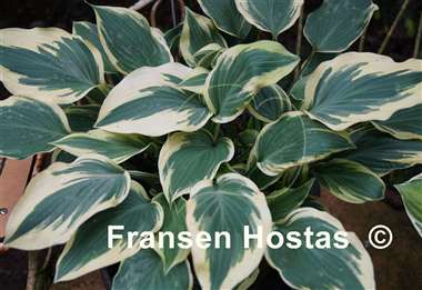 Hosta Chantilly Lace