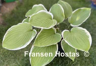 Hosta Chariot of Fire