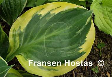 Hosta Charity
