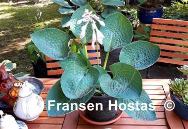 Hosta Charlie Jane