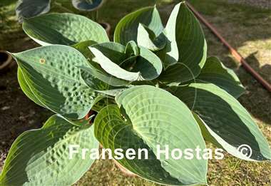 Hosta Charlie Jane