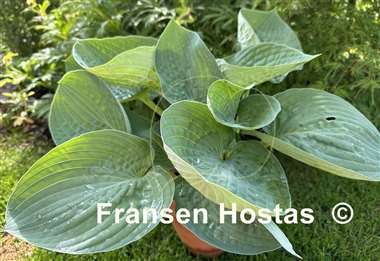 Hosta Charlie Jane