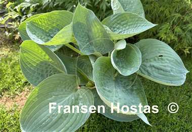 Hosta Charlie Jane