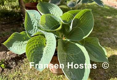 Hosta Charlie Jane