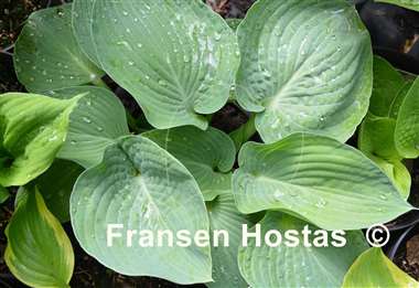 Hosta Charlie Jane