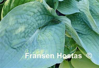 Hosta Charlie Jane