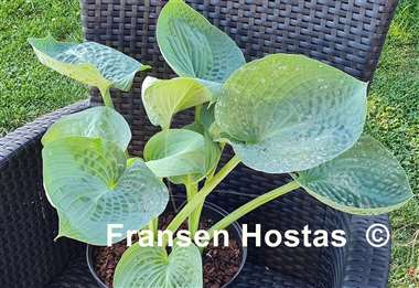 Hosta Charlie Jane