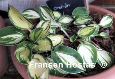 Hosta Cherish