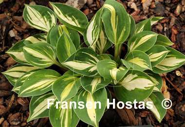 Hosta Cherish