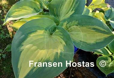 Hosta Cherokee