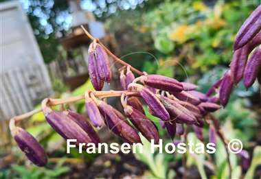 Hosta Cherry Berry