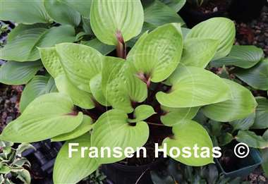 Hosta Cherry Cheesecake