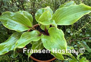 Hosta Cherry Red