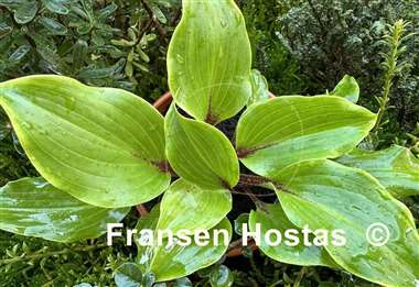 Hosta Cherry Red
