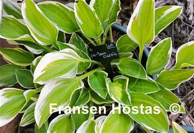 Hosta Chi-Town Classic