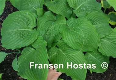 Hosta Chief Sitting Bull