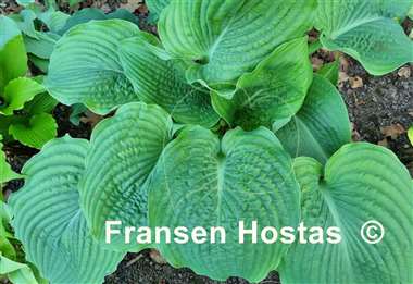 Hosta Chief Sitting Bull