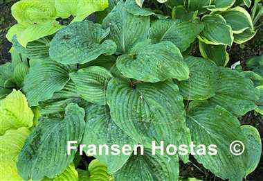 Hosta Chief Sitting Bull