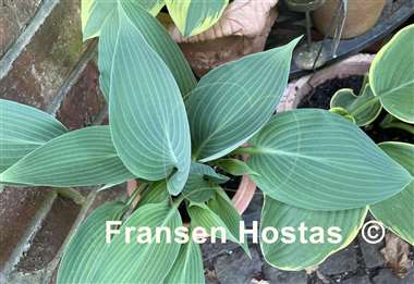 Hosta Chiemsee Blaue Taube