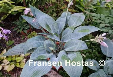 Hosta Chiemsee Blaue Taube