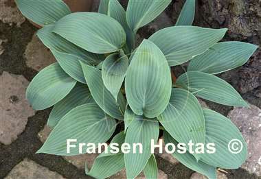 Hosta Chiemsee Blaue Taube