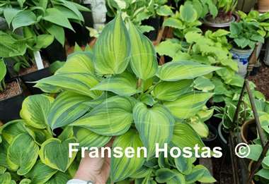 Hosta Chiemsee Class
