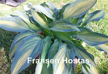 Hosta Chiemsee Class 