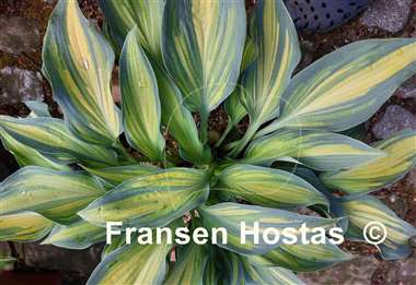 Hosta Chiemsee Class 