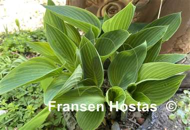 Hosta Chiemsee Eisvogel